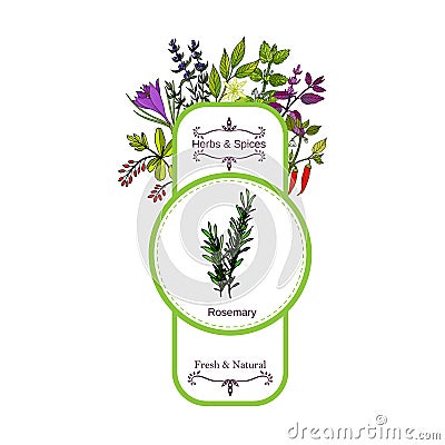 Vintage herbs and spices label collection. Rosemary Vector Illustration