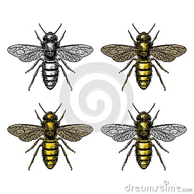 Vintage honey bee illustration Vector Illustration