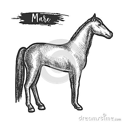 Vintage horse sketch or mare with mane Vector Illustration