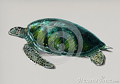 Vintage Illustration of Green Sea Turtle Stock Photo