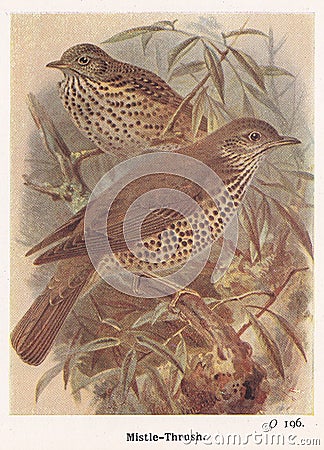 Vintage illustration of Mistle Thrush birds Editorial Stock Photo