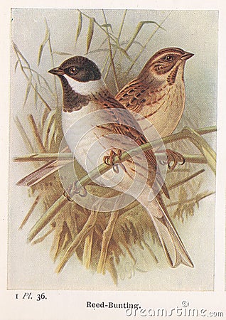 Vintage illustration of Reed-Bunting birds Editorial Stock Photo