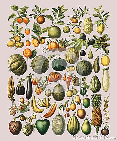 A vintage illustration of a wide variety of fruits and vegetables Vector Illustration