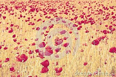 Vintage image of poppies and poppy's seed in the field Stock Photo