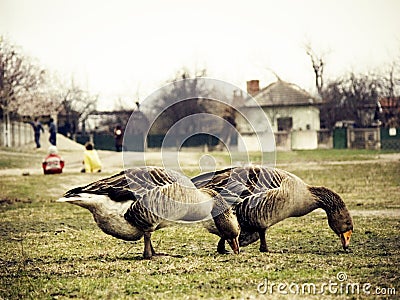 Vintage image of a village scene with geese Stock Photo