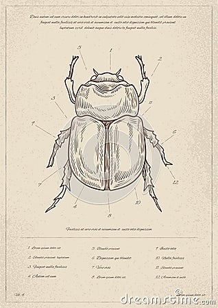 Vintage insect poster vector Vector Illustration