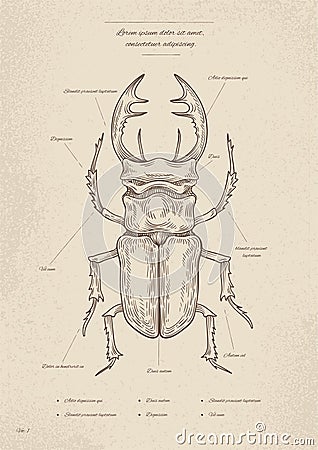 Vintage insect poster vector Vector Illustration