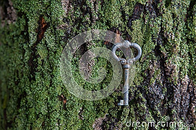 Vintage key lies on a carpet on the bark Stock Photo