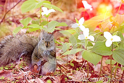 Vintage look Photo. Eastern Grey Squirrel gnawing nuts while sitting near white Trillium flowers Stock Photo