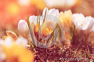 Vintage look photo of spring flowers crocuses. Ontario, Canada Stock Photo