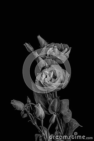 Vintage low key monochrome white showy prairie gentian bouquet macro, painting style fine art still life of blooms, buds, stem, le Stock Photo