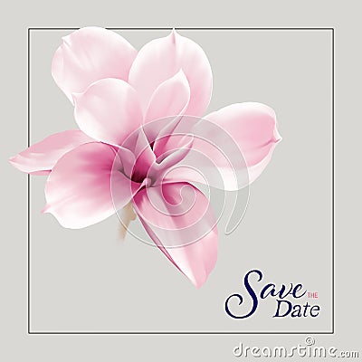 Vintage magnolia flower . A magnolia blossom isolated on gray background Stock Photo