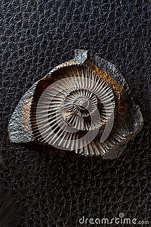 Vintage Nature-Ammonite Fossil Studio shot Lokgram Kalyan Editorial Stock Photo