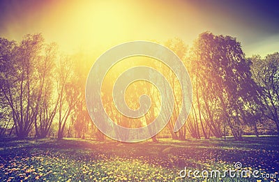 Vintage nature. Spring sunny park, trees and dandelions Stock Photo
