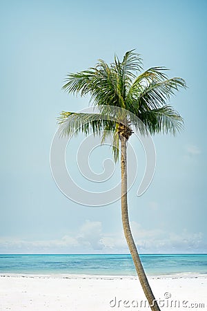 Vintage palm tree on the tropical beach Stock Photo