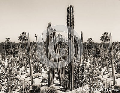 Vintage photo cactus desert landscape Stock Photo