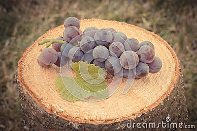 Vintage photo, Grapes with leaf on wooden stump in garden on sunny day Stock Photo