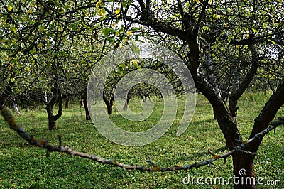 Vintage photo o old apple trees blooming garden. Stock Photo