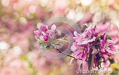 Vintage photo of pink apple tree flowers. Shallow depth of field Stock Photo