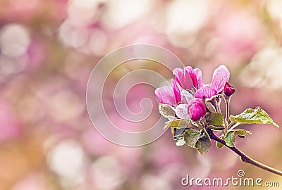 Vintage photo of pink apple tree flowers. Shallow depth of field Stock Photo