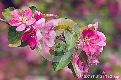 Vintage photo of pink apple tree flowers. Shallow depth of field Stock Photo