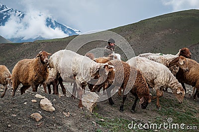 Vintage photo of shepherd herding his flock of sheep Stock Photo