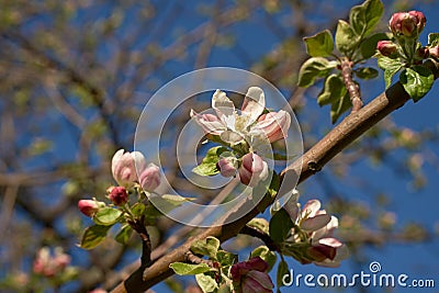 Vintage photo of a white cherry blossom and Apple tree in spring, a blooming garden on a Sunny spring day Stock Photo