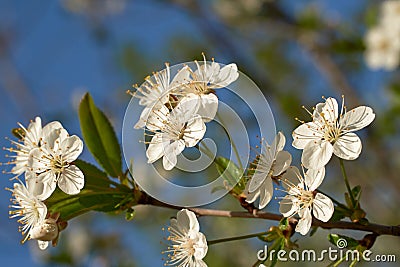 Vintage photo of a white cherry blossom and Apple tree in spring, a blooming garden on a Sunny spring day Stock Photo