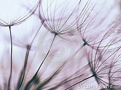 Vintage Purple abstract dandelion flower background Stock Photo