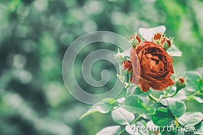 Vintage red rose in the garden. rose outdoor beautiful background. Soft focus Stock Photo