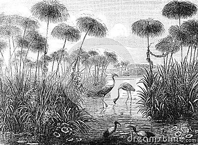 Vintage and retro collage illustration of Flamingo birds from Brockhaus Konversations-Lexikon 1908 background Cartoon Illustration