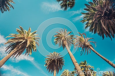 Vintage retro toned palms on Rode Drive, Beverly Hills, los Angeles Stock Photo