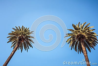 Palms of Beverly Hills Stock Photo