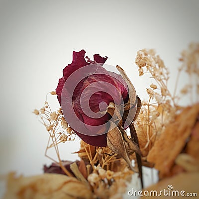 Vintage Rose as icon classic and elegant Stock Photo