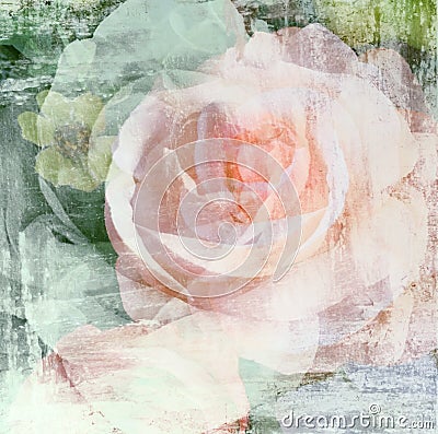 Vintage rose flower painted on wall background Stock Photo