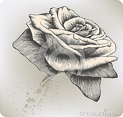 Vintage Rose, hand-drawing. Vector illustration. Vector Illustration