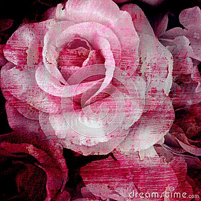 Vintage rose painted with brush stroke on wall background Stock Photo