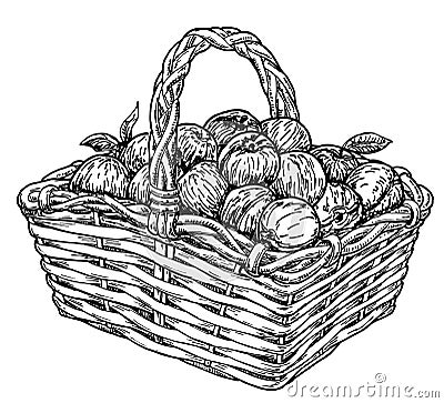 Vintage sketch garden background. Fruit basket. Hand drawn Stock Photo