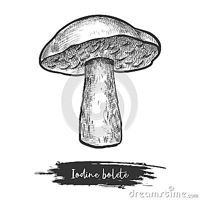 Vintage sketch of iodine bolete or forest mushroom Vector Illustration