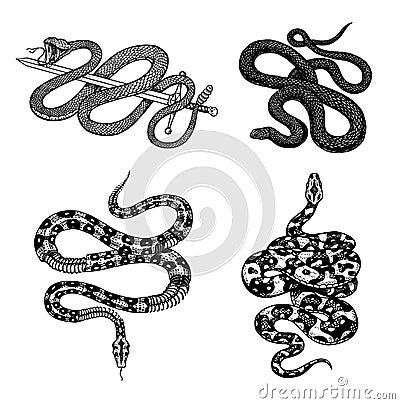 Vintage snake set. Royal python, milk reptile with sword, Venomous Cobra. Poisonous Viper for poster or tattoo. Engraved Vector Illustration