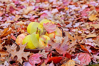 Vintage still life with apples, grapes and pears Stock Photo