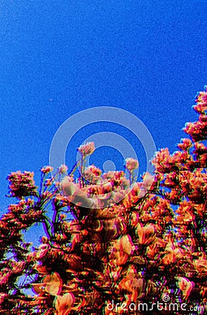 Vintage Style Cherry Blossom Seasonal Trees Stock Photo