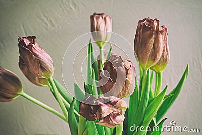 Vintage style faded bunch tulips flowers Stock Photo