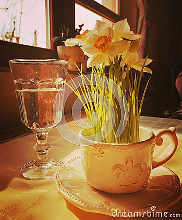 Narcis flower and glass of wather Stock Photo