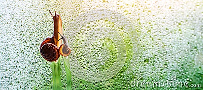 Vintage style photo of snail family walking in line on water Stock Photo