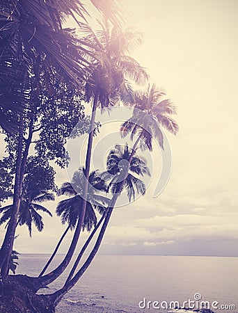 Vintage stylized tropical beach with palm tree at sunset Stock Photo