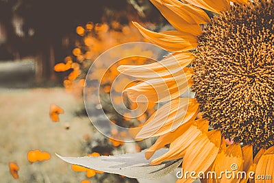 Vintage Sunflowers,Sunflowers blooming,yellows flowers,sunflower field Stock Photo