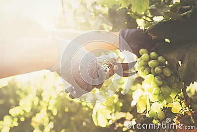 Vintage time. Close up image hands with scissors cutting a grape Stock Photo