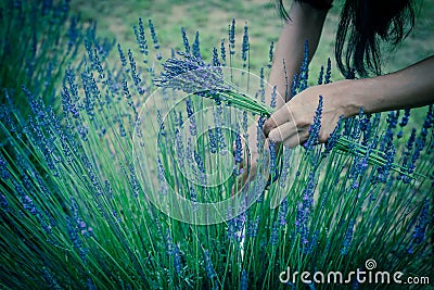 Filtered image Asian hand harvesting full blossom flower at lavender field Stock Photo