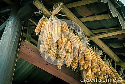 Filtered image organic corn drying on rafters of barn outbuilding in rural North Vietnam Stock Photo